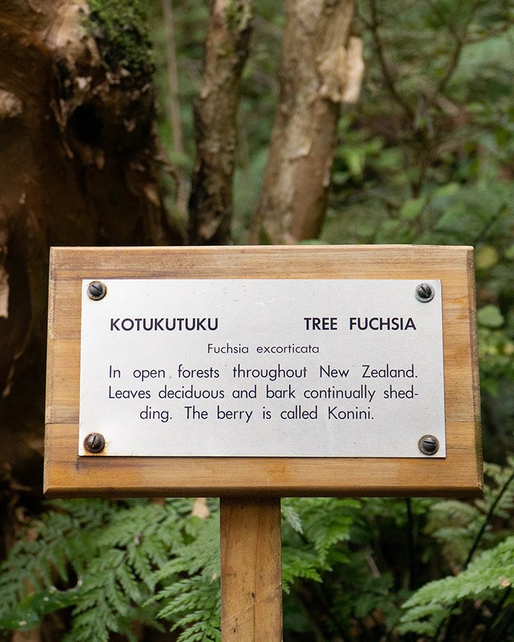 A sign with information about the Fuchsia tree