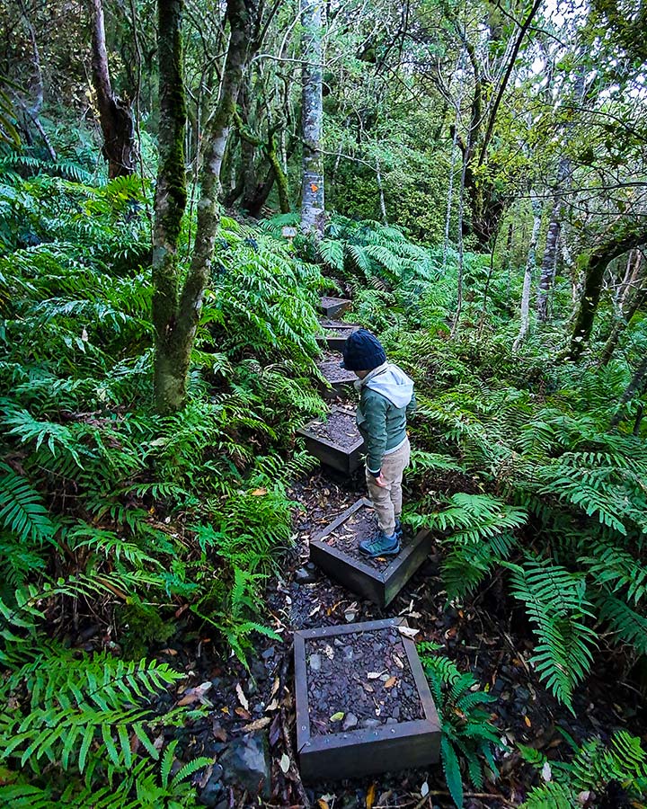 A wooden walkway through ferns at Ashley Gorge