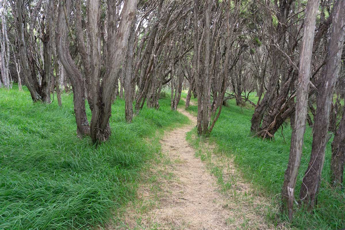 Te Ara Kānuka Forest