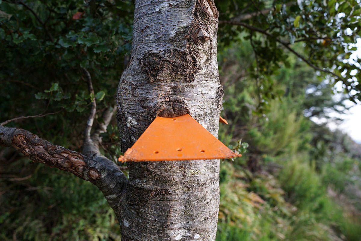 A DOC marker sign embedded in a tree.