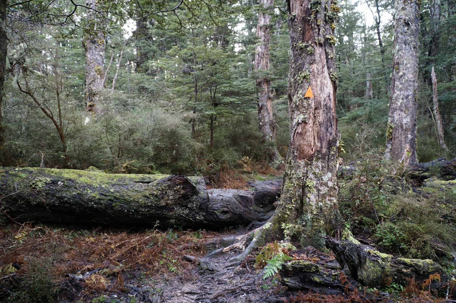 Flood damaged plants on the Ridge Track