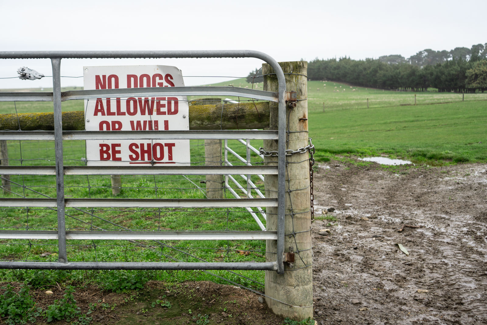 No Dogs sign near the start of the walk.